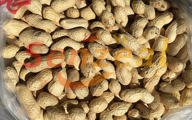 Peanut In Shell